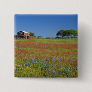 Badge Carré 5 Cm Texas, Texas Hill Country, Castilleja indivisa