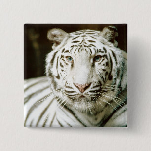 Badge Carré 5 Cm Tigre blanc