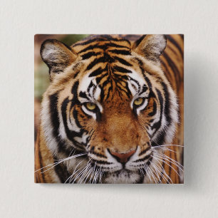Badge Carré 5 Cm Tigre du Bengale, Panthera tigris
