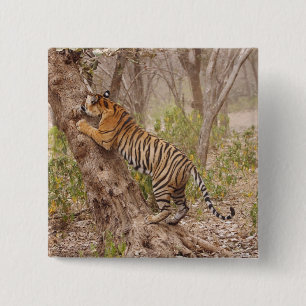 Badge Carré 5 Cm Tigre du Bengale royal grimpant dans l'arbre,