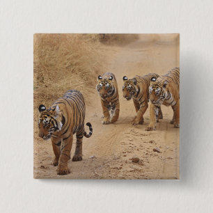 Badge Carré 5 Cm Tigres du Bengale