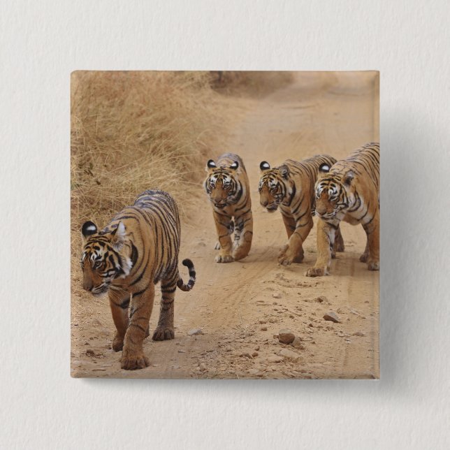 Badge Carré 5 Cm Tigres du Bengale (Devant)