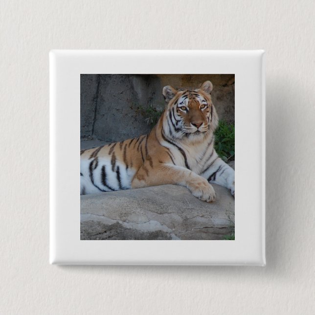 Badge Carré 5 Cm Tigres du Bengale (Devant)