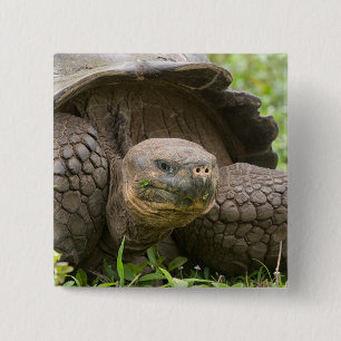 Badge Carré 5 Cm Tortue géante