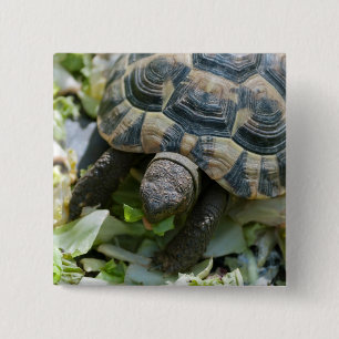 Badge Carré 5 Cm Tortue mignonne