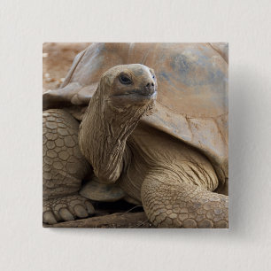 Badge Carré 5 Cm Tortue terrestre des Seychelles Aldabran
