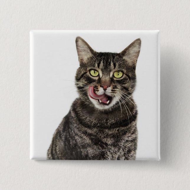 Badge Carré 5 Cm Tournage d'un chat-tabby domestique mâle léchant (Devant)