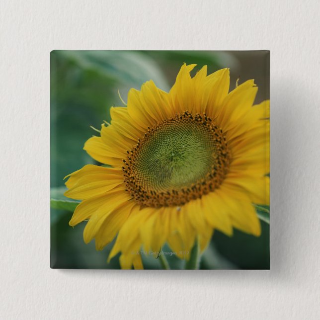 Badge Carré 5 Cm Tournesol (Devant)
