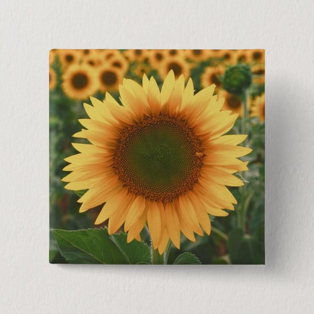 Badge Carré 5 Cm Tournesols (Devant)