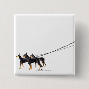 Badge Carré 5 Cm Trois dobermann sur la laisse
