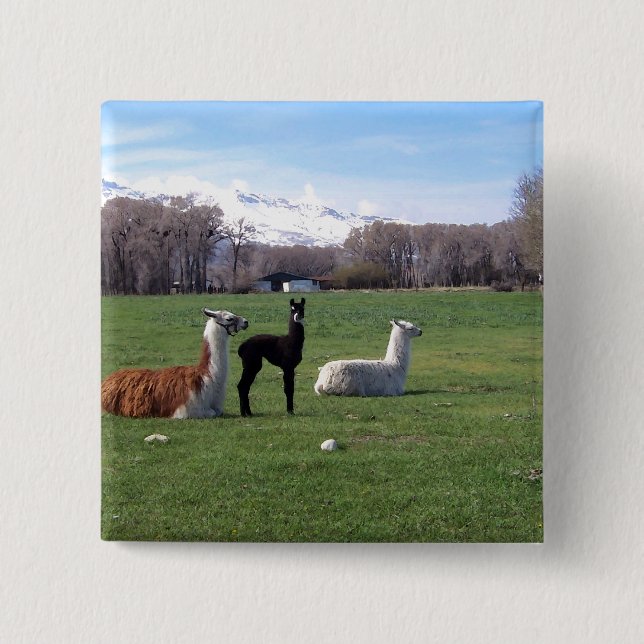 Badge Carré 5 Cm Trois lamas dans le domaine (Devant)