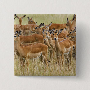 Badge Carré 5 Cm Troupeau d'impalas femelles, Masai Mara, Kenya.