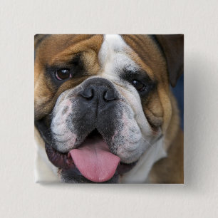 Badge Carré 5 Cm Un bouledogue anglais en Belgique.