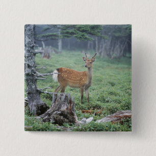 Badge Carré 5 Cm Un jeune cerf dans un défrichement