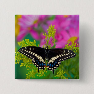 Badge Carré 5 Cm Un papillon swallowtail atterrissant