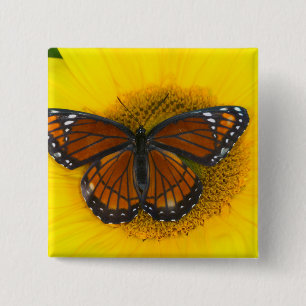 Badge Carré 5 Cm Un papillon vice-roi   Limenitis Archippus