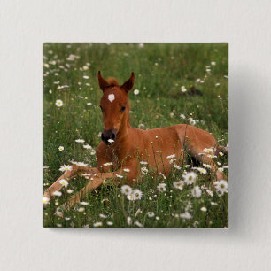 Badge Carré 5 Cm USA, Oregon, Arabian Pony.
