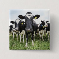 Vaches debout dans une rangée regardant la caméra