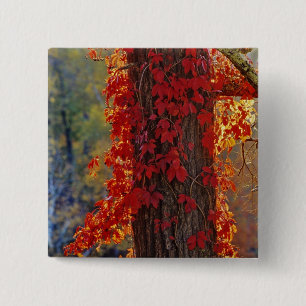 Badge Carré 5 Cm Vigne vierge rouge vif en automne à