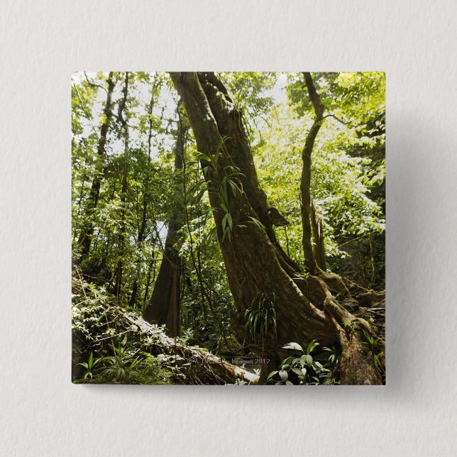 Badge Carré 5 Cm vue de forêt tropicale, Dominique (Devant)