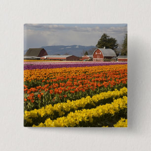 Badge Carré 5 Cm WA, vallée de Skagit, champs de tulipes en fleurs,