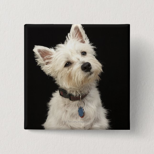 Badge Carré 5 Cm Westie (West Highland terrier) avec col (Devant)