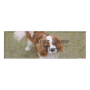 Badge D'identification Cavalier roi-charles-spaniel plein