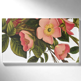 Badge D'identification Roses Anciennes Jolies Roses Botaniques Roses