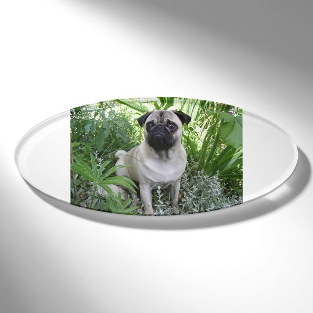 Badge D'identification séance de carlin (Devant)