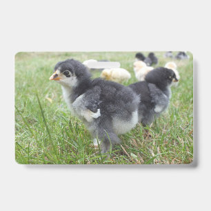 Badge mignon, ferme, animaux, enfants, animaux de la fer