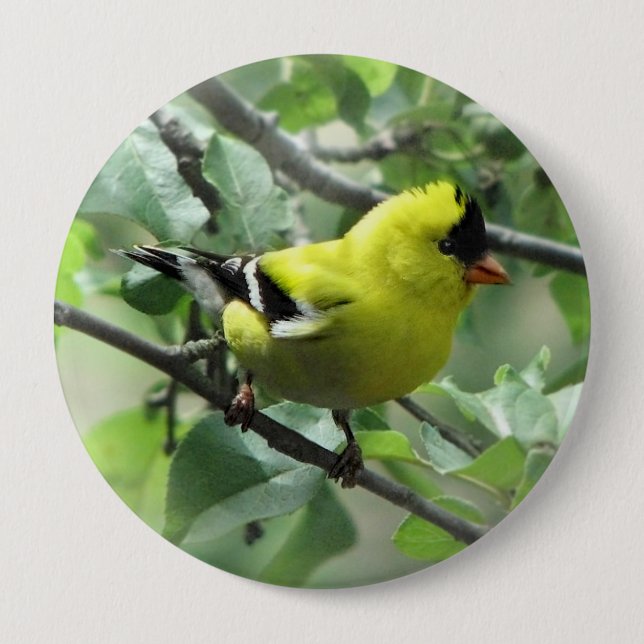 Badge Rond 10 Cm Bouton de chardonneret (Devant)