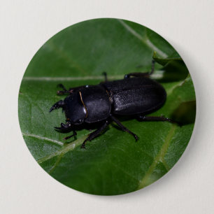 Badge Rond 10 Cm Dorcus parallelipipedus, le moindre dendroctone du