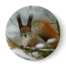 Écureuil drôle en hiver