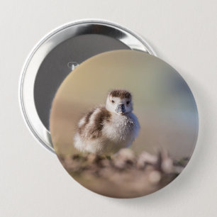 Badge Rond 10 Cm Goose Chick Nature Photo