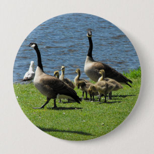 Badge Rond 10 Cm Oies du Canada sur l'herbe par le bouton de l'eau