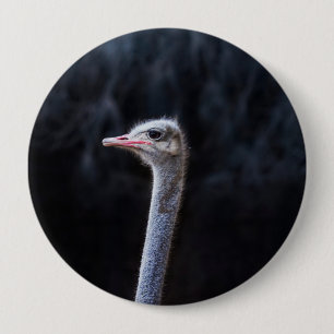 Badge Rond 10 Cm Photographie d'autruche