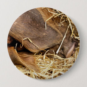 BADGE ROND 10 CM PIG