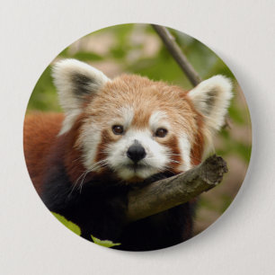 Badge Rond 10 Cm red-panda-004