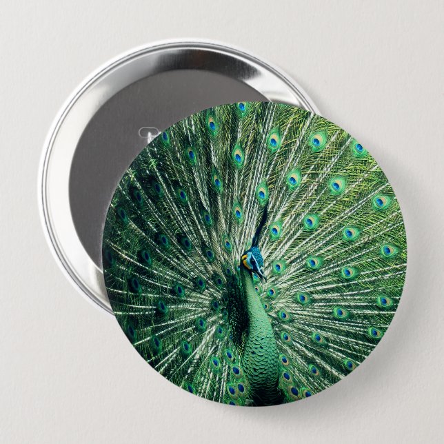 Badge Rond 10 Cm Strut Peacock (Devant & derrière)