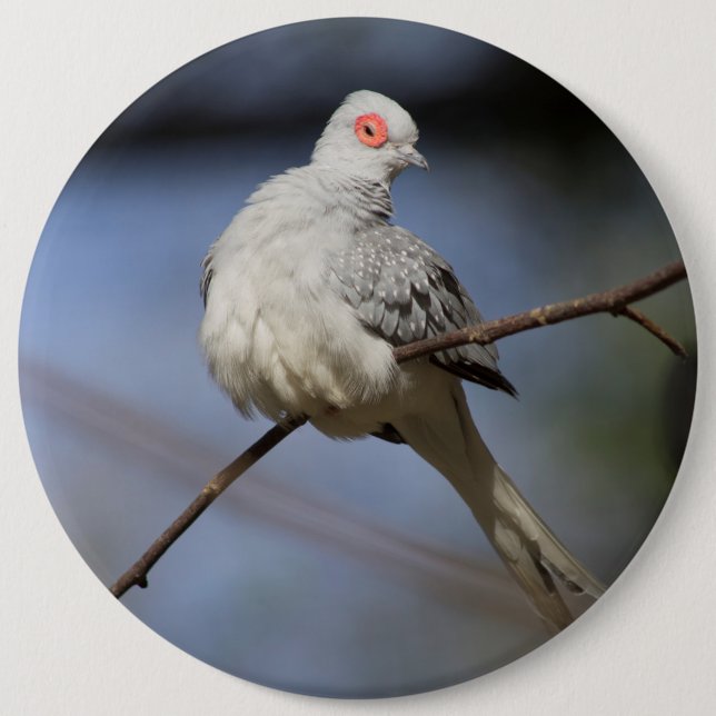 Badge Rond 15,2 Cm Belle douceur Diamond Dove (Devant)