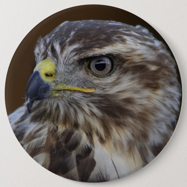 Badge Rond 15,2 Cm Buteo buteo (Devant)