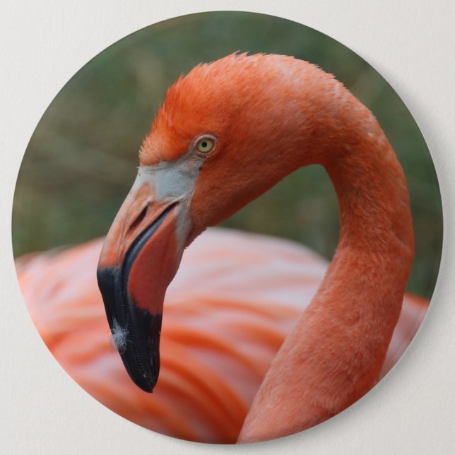 Badge Rond 15,2 Cm Caoutchouc de phoenicopterus (Devant)