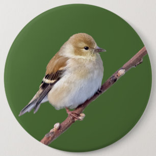 Badge Rond 15,2 Cm Chardonneret d'Amérique