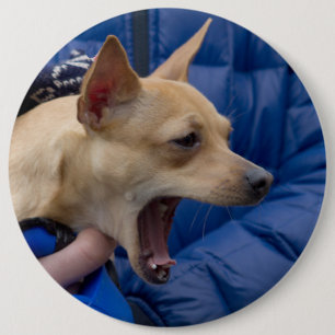 Badge Rond 15,2 Cm Chihuahua hurle