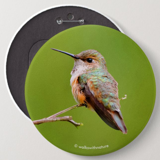Badge Rond 15,2 Cm Colibri roux assis en Californie Lilac (Devant & derrière)