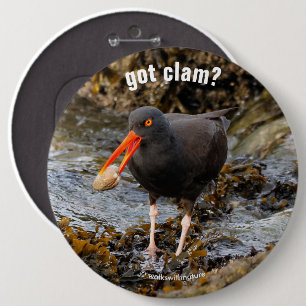 Badge Rond 15,2 Cm Etonnant Oystercatcher noir avec Clam