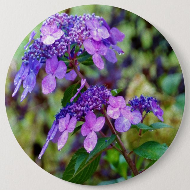 Badge Rond 15,2 Cm Fleur pourpre Twist et Shout Hydrangea (Devant)