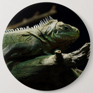 Badge Rond 15,2 Cm Iguana délicatissima