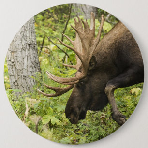 Badge Rond 15,2 Cm Meandering Moose