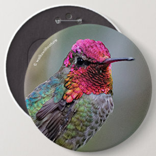 Badge Rond 15,2 Cm Merveilleux colibri d'Anna masculine sur le prunie